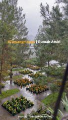 Berbagai Bunga Dan Tanaman Di Rumah Atsiri, Keren Banget!!