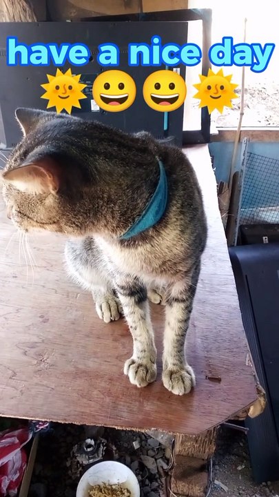 nice cat