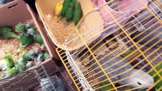 Lalukhet Birds Market latest update of Exotic Parrot Baby price part 1 2024 10 march