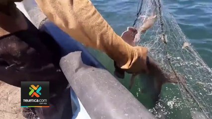 tn7-Solicitan que se detenga definitivamente pesca de tiburón martillo-120324