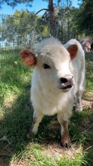 Calf Sound | Animals Sound | Buffalo Baby Sound | Animals Satisfying Videos | Cute Animals Babies #animals #pets #fun #love #cute #beautiful #funny