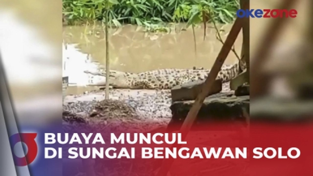 Buaya Kembali Muncul di Sungai Bengawan Solo