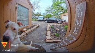 Neighbour's Dog Rang Doorbell To Play With My Dog Caught On Vivint Camera | Doorbell Camera Video