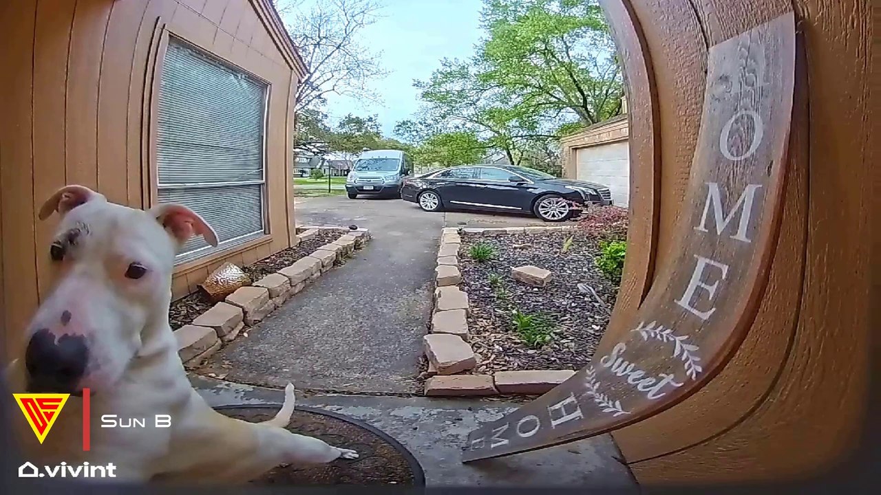 Neighbour's Dog Rang Doorbell To Play With My Dog Caught On Vivint Camera | Doorbell Camera Video