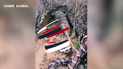 Şaşırtan anlar: Kaçmak isteyen kertenkele pitonun ağzını böyle ısırdı