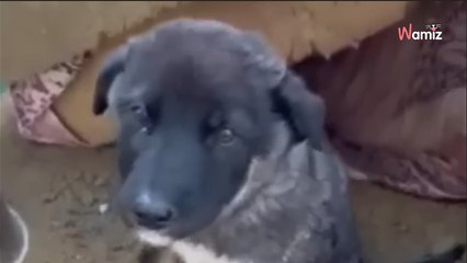 Soldiers make a call for help after they make a heartbreaking encounter (video)