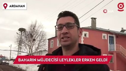 Baharın müjdecisi leylekler erken geldi