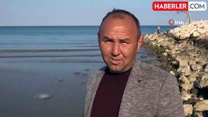 Mersin'de Sahiller Denizanası İle Doldu