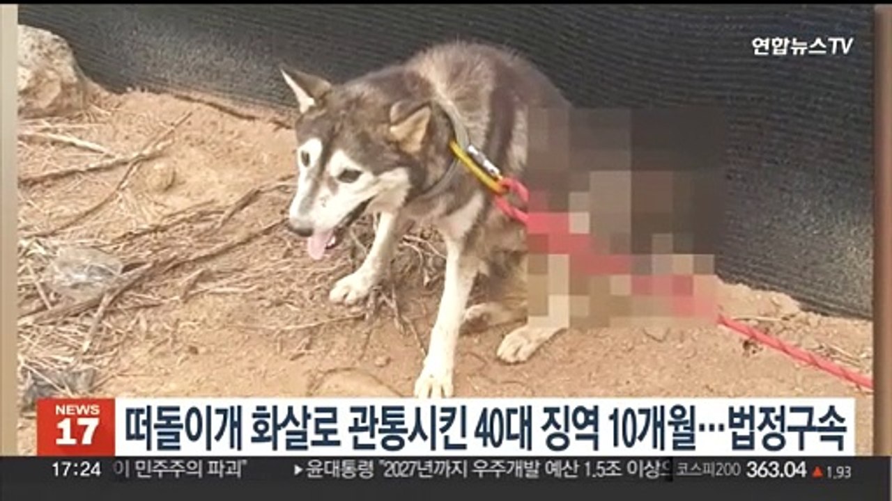떠돌이개 화살로 관통시킨 40대에 징역 10개월…법정구속