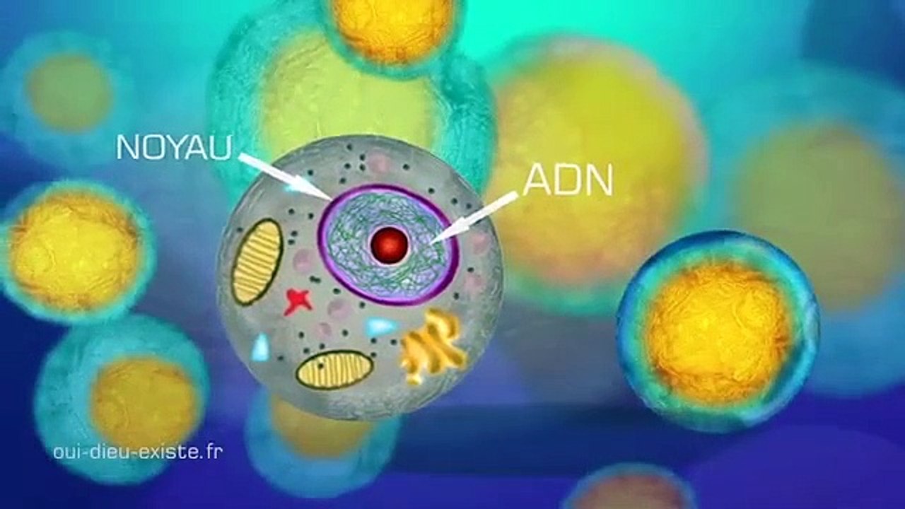 L'ADN