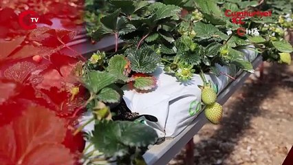 Ekim ayında ekmişti, ilk mahsulü aldı! 60 metrekarelik serada üretti! Kilosu 250 TL