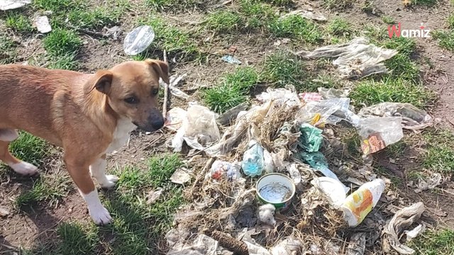 Liczba psów, którymi opiekował się ten starszy pan nie mieści się w głowie. Teraz szukają domów