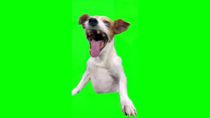 Green Screen Laughing Dog Meme