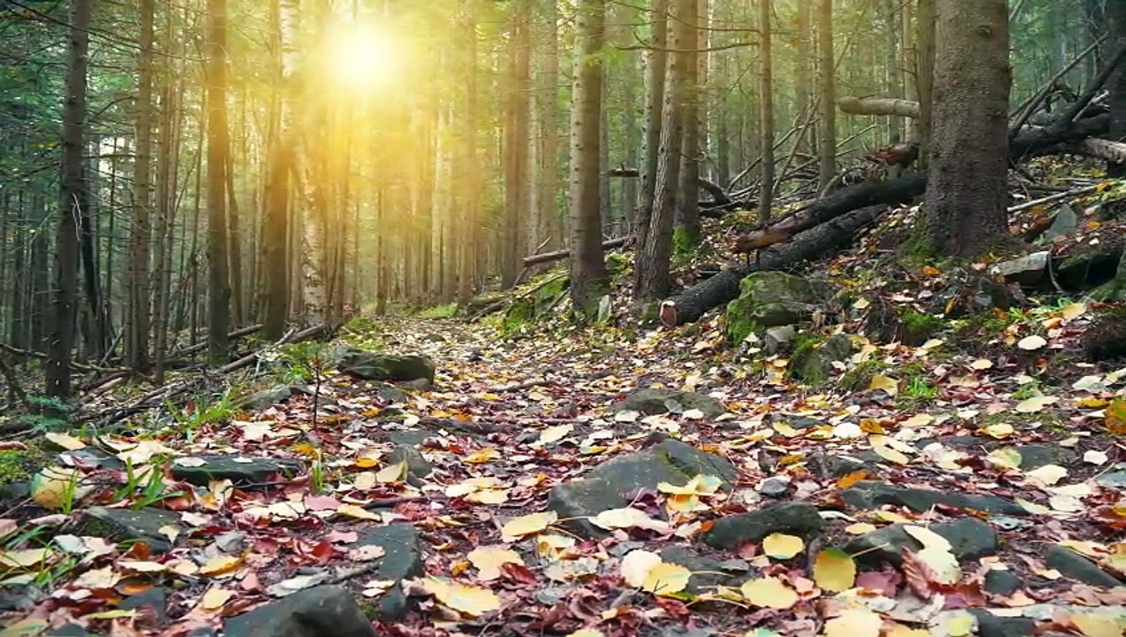 AI Video The Beauty of Life Inspirational video