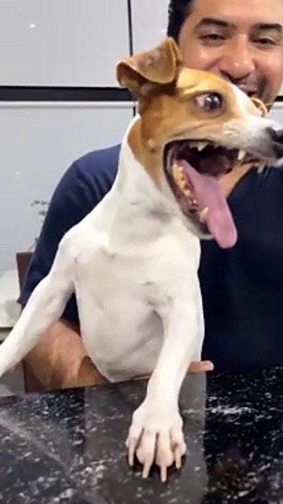 Laughing Dog Orginal meme Laughing dog meme | Laughing dog original | Laughing Dog Meme Original