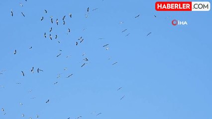 Göç yolundaki leylekler görsen şölen oluşturdu