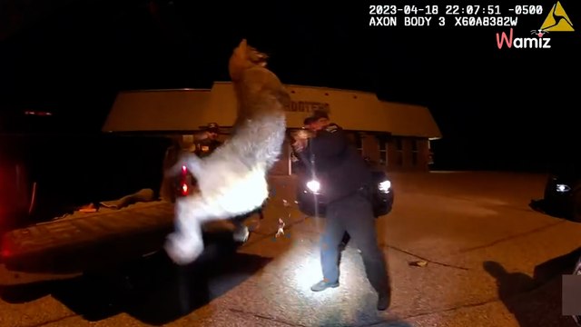 Video. Pensa di aver investito un gatto: quando scende per controllare non crede ai suoi occhi