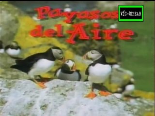 Enciclopedia de Animales: Payasos del aire - Documental (1993) Español Latino