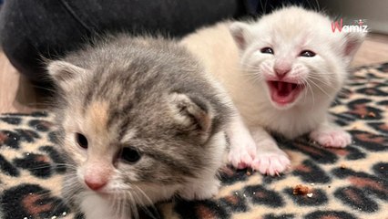 Abbandona un gatto in un trasportino davanti al rifugio: la lettera all'interno è straziante