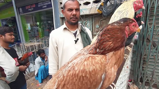 Lalukhet Birds Market latest update of Aseel Hen And Rooster Chicks Price March 10 2024 || Sunday biggest birds Market