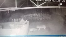 Ağıla giren kurdun koyunlara saldırdığı anlar güvenlik kamerasında