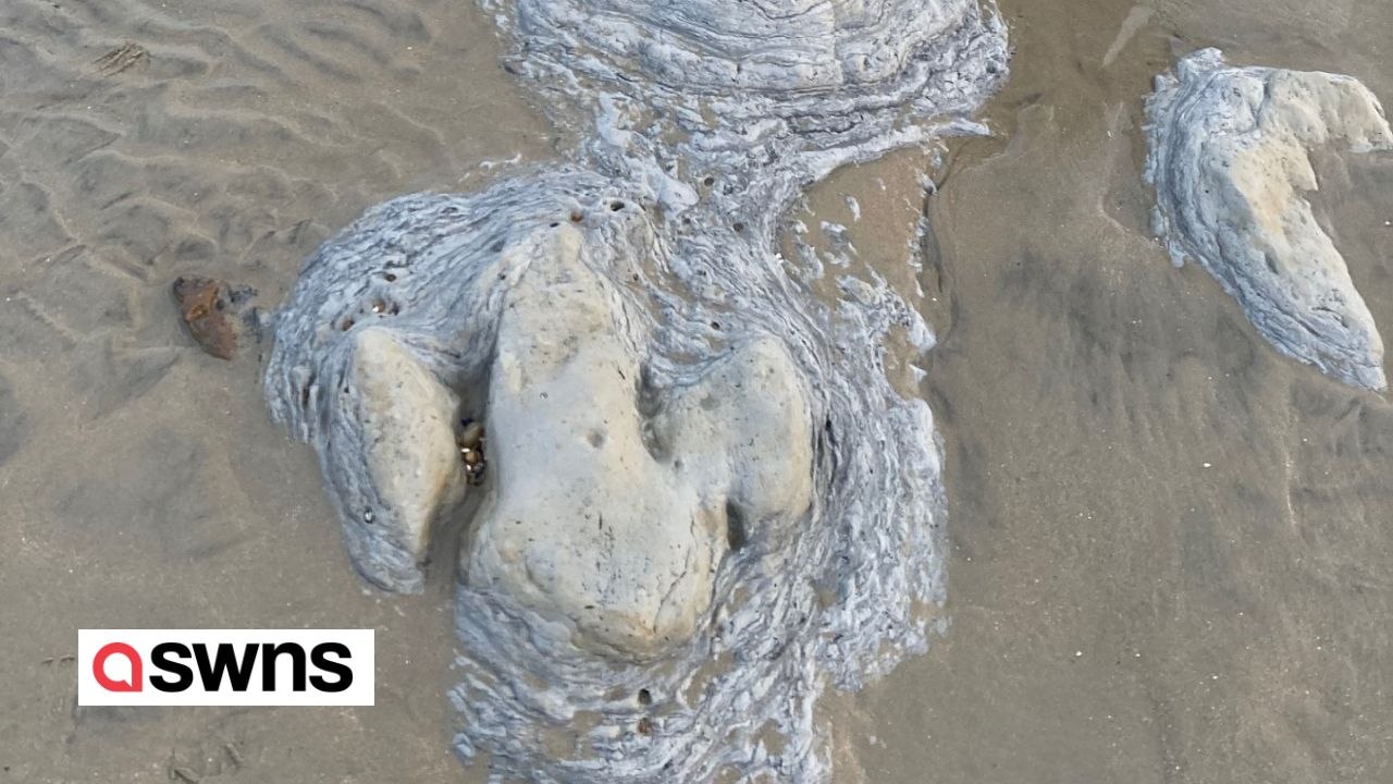 Familie entdeckt beim strandspaziergang acht dinosaurier-fußabdrücke