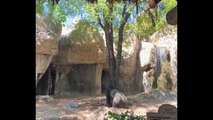 Deux gardiennes d’un zoo se retrouvent coincées dans l’enclos d’un gorille !