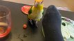 Parrot Dances on Table and Bites Owner's Toe