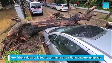 Otro árbol caído por la fuerte tormenta en La Plata, un auto aplastado