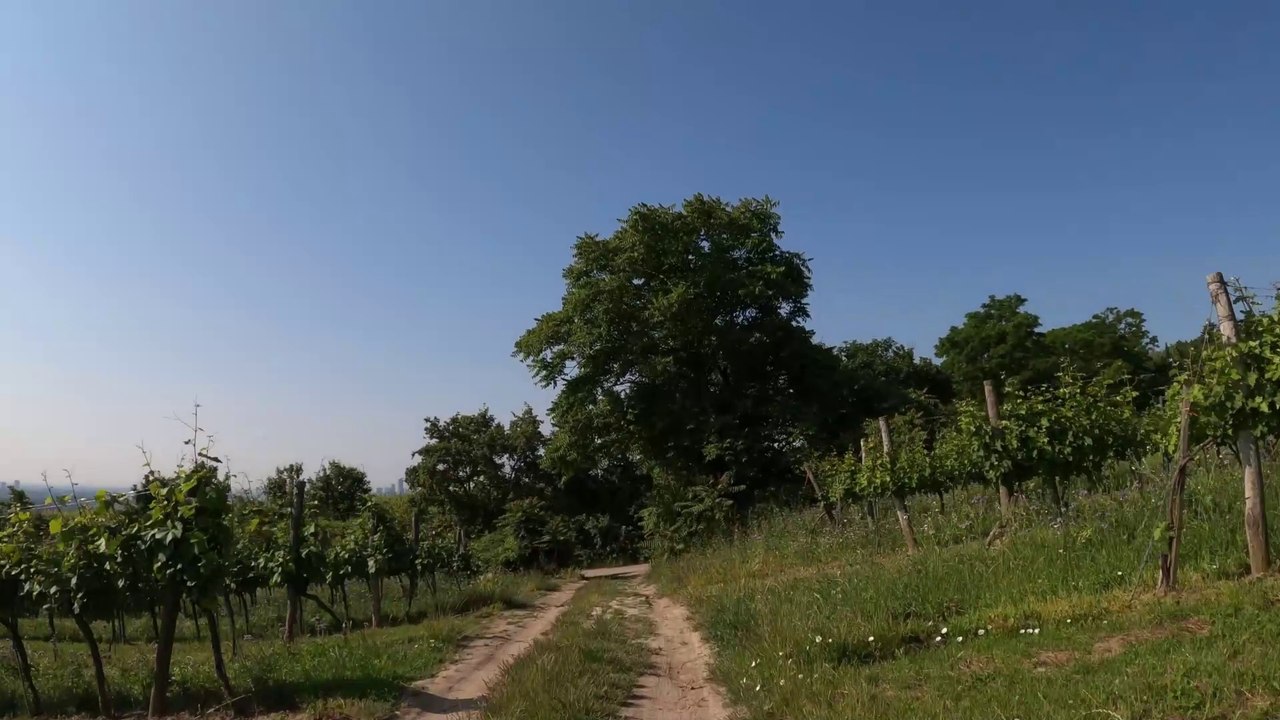 Durch die Weinberge am Bisamberg (POV E-MTB)