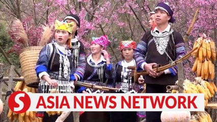 Vietnam News | Spring Colours In The Flowers