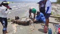 Necropsia y disposición final a la tortuga caná encontrada muerta En las playas de Necoclí
