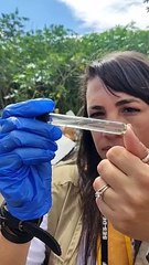Agente de vigilância mostra mosquito da dengue durante mutirão