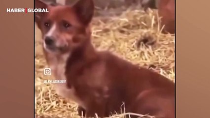 Çiftlikten giden inek için hıçkırarak ağlayan köpeğin görüntüleri izlenme rekoru kırdı