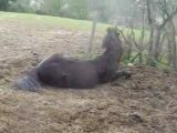 chevaux qui se roule!