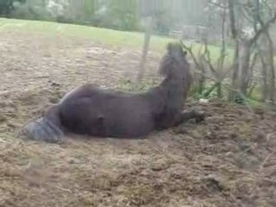 chevaux qui se roule!