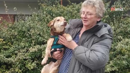 Après un an au refuge, le chien retrouve sa famille : leurs retrouvailles sont émouvantes (vidéo)