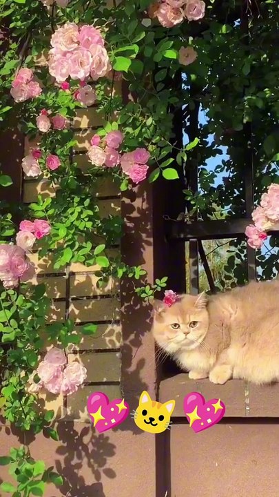 cute cat