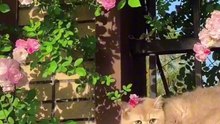 cute cat