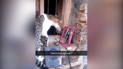 Funny Dogs and Cats Videos 2024 - World's Most Funniest Videos (Animals Edition)