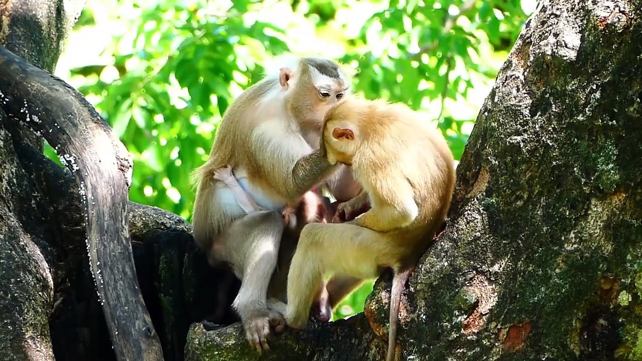 Wow   How Cute This Tiny Baby Monkey Is!, Rockstar Showing Lovely Performances (720p_25fps_H264-192kbit_AAC)