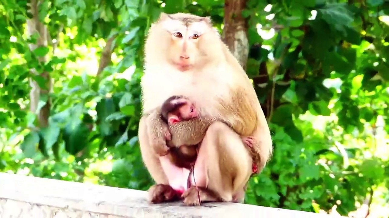 Wow Newborn Baby Look So Beautiful, Molia Fully Takes Care Of Her First Day Baby (720p_25fps_H264-192kbit_AAC)