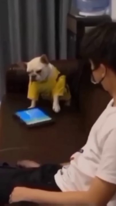 Funny Dogs Compilation!   Most Viral DOGS on the internet