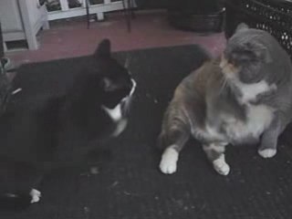 Possum (house cat) meets Oreo (stray cat)