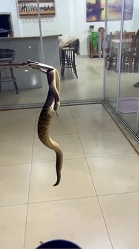 Vídeo mostra captura de cobra Cascavel que foi encontrada dentro de residência em Marialva