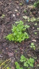 Room tour du potager Ep2 (Exclusivité Dailymotion)