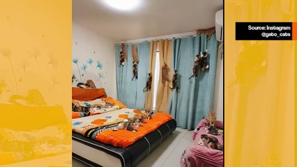 Hauska video: verho selviää ihmeellisesti kiipeilevien kissojen hyökkäyksestä