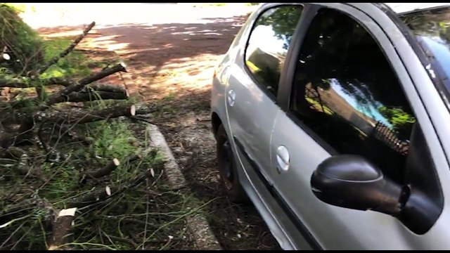 Árvore cai sobre Peugeot 206 no bairro Parque São Paulo