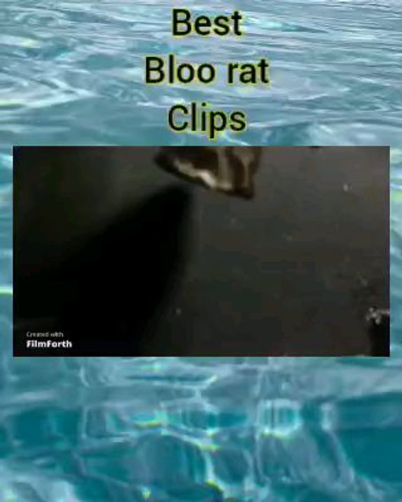 bloo rat vs a vampire (clip)