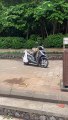Monkey Caught Destroying Moped Seat